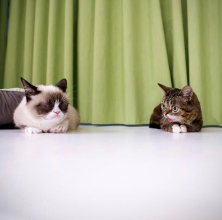 Grumpy Cat and Lil Bub